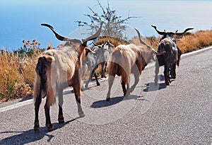 Public Goat Herding, Greece