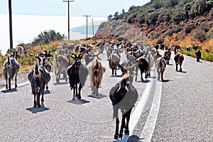 Public Goat Herding, Greece