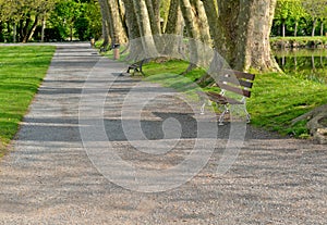 public park crossing by an alley with benches and large trunks of tree at the edge