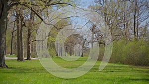 Public park with green grass trees with leaves, spring time