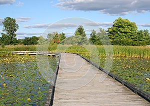 Public Park with Lake, Boardwalk, Trees ,Plants and Beautiful Sky in Carmel, IN, USA