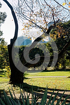 Public Park in Tokyo trees with green crown. Shadows and silence