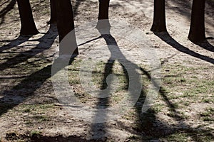 Public park with tree shadows in spring. Heaviness concept photo