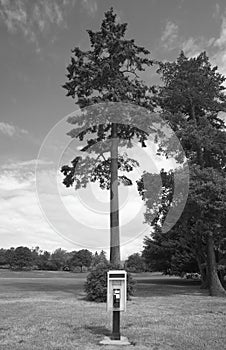 Public phone and tree in Stanley Park. Vancouver. Canada photo
