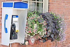 Public telephone beside flowers on outside wall