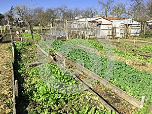 Public vegetable garden in the community
