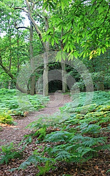 Public walkway in the forest, surrey