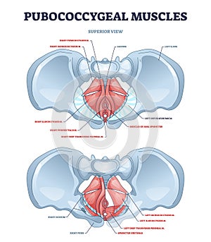 Pubococcygeal muscles group with pubococcygeus, iliococcygeus outline diagram