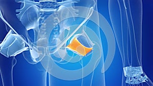 the Pubofemoral Ligament