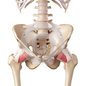 The pubofemoral ligament