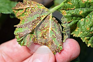 Puccinia malvacearum pathogen on a plant of the family Malvaceae