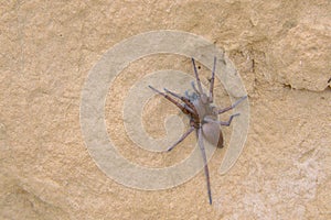 Spider on wall
