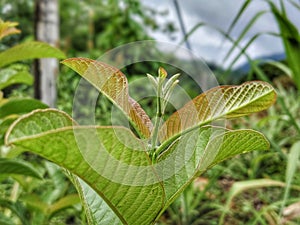 Guava leaf shoots are fresh green and lush photo