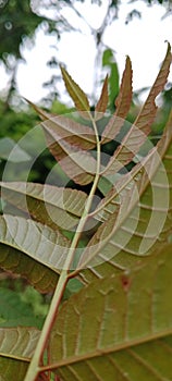 Pucuk daun muda segar Ailanthus altissima pohon Surian back photo