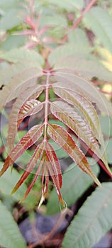 Pucuk daun muda segar Ailanthus altissima pohon Surian top side photo
