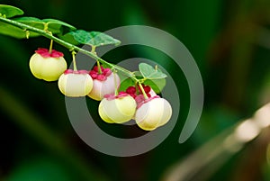 Pucuk Manis fruit on tree