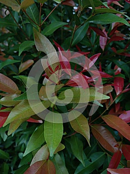 Pucuk Merah (Syzygium myrtifolium) is a shrub that is often used as an ornamental plant.