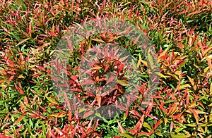 Pucuk Merah, Syzygium oleina Syzygium paniculatum, Red Shoots, magenta cherry in the nursery