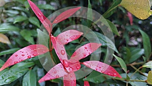 Pucuk Merah wet after rain inthe garden