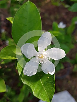 PUD flower photo