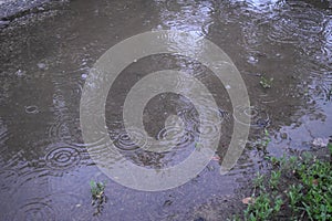 Puddle bubble raindrop watching