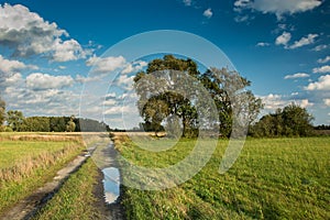 A puddle on a dirt road through a green meadow and tall trees, white clouds on a blue sky