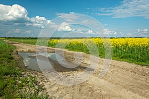 Puddle on a dirt road beside a yellow rape field and clouds on the sky