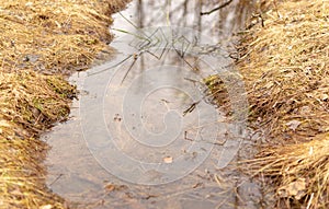 Puddle of melted snow in the spring in the forest