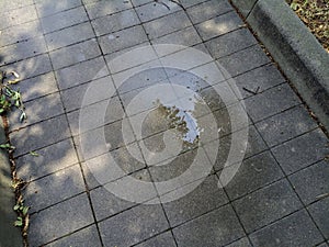 Puddle on a pavement with sunlight and trees casted in the water