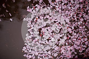 Puddle with pink sacura petals