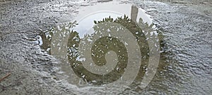 The puddle of rainwater on the floor is concave, showing the image of an upside-down tree.