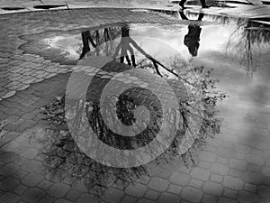 Puddle Reflection of Tree and Person Walking Cobblestone photo