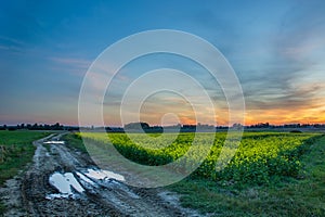 Puddle on a rural road, field of yellow rapeseed