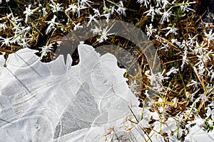 Puddle of thin ice along with frost covered grass