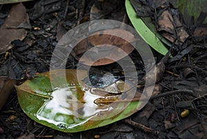 Puddle of water on a leaf rainy day