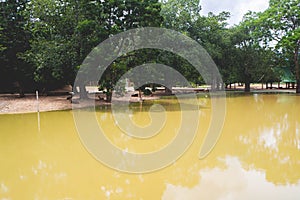 Puddles that are cloudy, trees and burrows