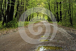 Puddles, country road, spring