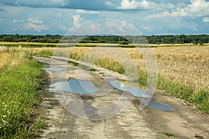 Puddles on a dirt road through a grain field, forest on the hori