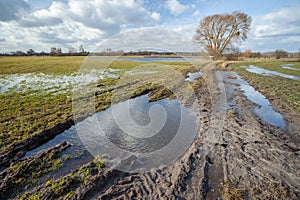 Puddles on a dirt road and meadow, a tree and clouds on the sky