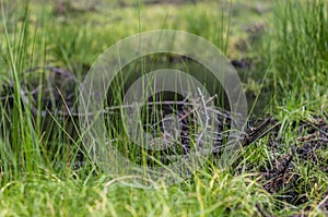 Puddles and grass