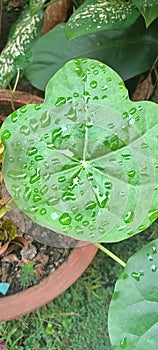 puddles on the leaves can quickly disappear, unlike memories