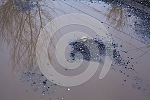 Puddles on a path with bare trees casted in the water