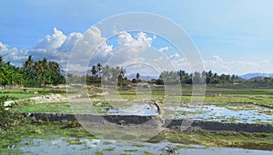 Puddles in the rice fields with blue sky during sunny day in Manatuto, Timor-Leste. photo