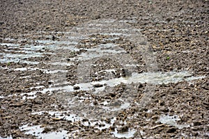 Puddles of water on a freshly harrowed field photo