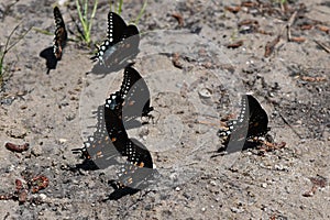 Puddling Swallowtails