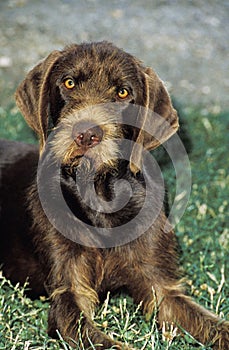 Pudel Pointer Dog