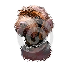 Pudelpointer dog portrait isolated on white. Digital art illustration of hand drawn dog for web, t-shirt print and puppy food