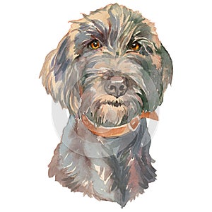 The pudelpointer watercolor hand painted dog portrait