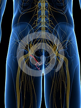 The Pudendal Nerve