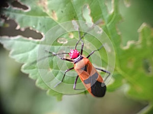 pudgy insect on green leaves & x28;Oncopeltus& x29;